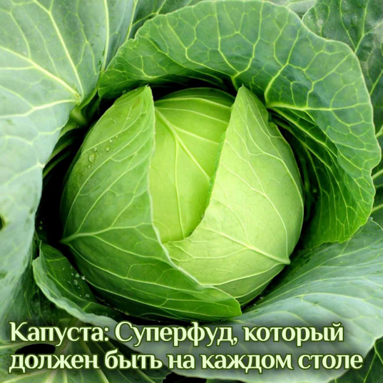 [Катя Янг] Капуста: суперфуд, который должен быть на каждом столе (2024)