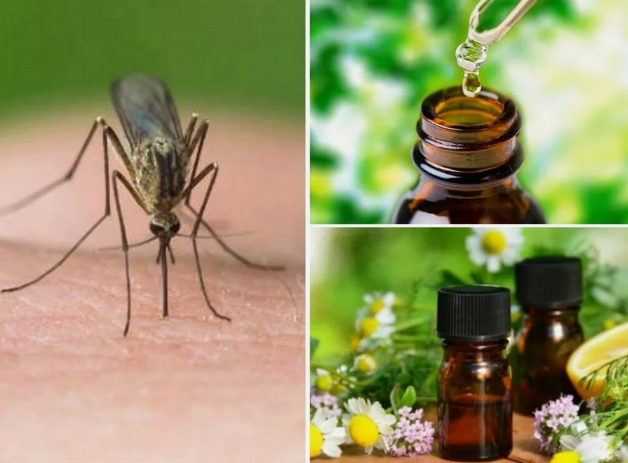 [Илья Чумаков] Клещи, комары и т.п. - как защитить людей и животных с помощью эфирных масел? (2024)